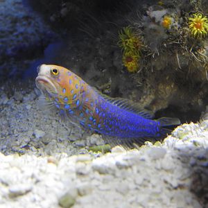 Bluespotted Jawfish