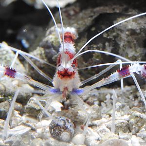 Banded Coral Shrimp