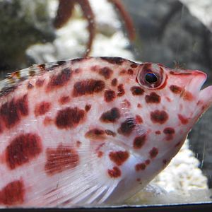 Coral Hawkfish