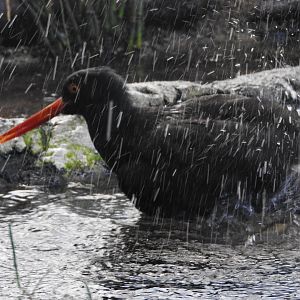Black Oystercatcher bathing