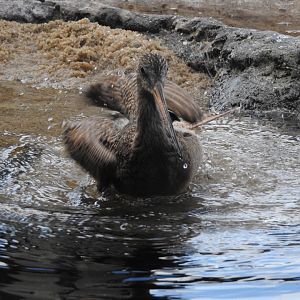 Marbled Godwit bathing