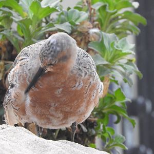 Red Knot