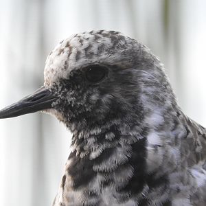 Black-bellied Plover