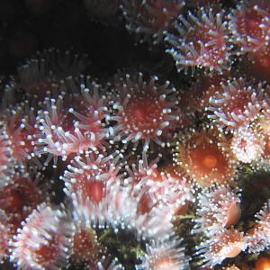 Club-tipped Anemones