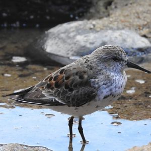 Western Sandpiper