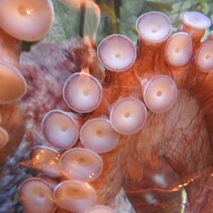 Giant Pacific Octopus tentacles