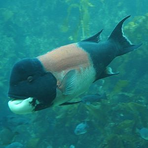 California Sheepshead