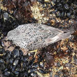 Surfbird