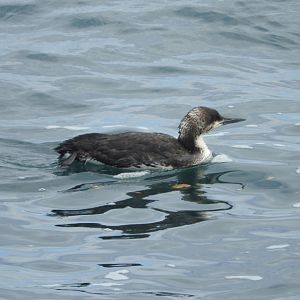 Pacific Loon