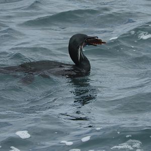 Brandt's Cormorant swallowing fish