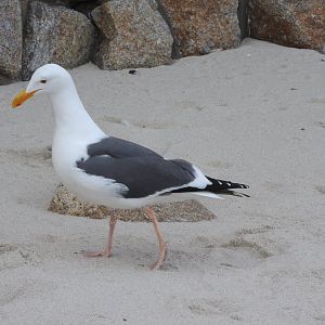 Western Gull