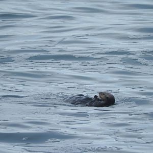 Sea Otter