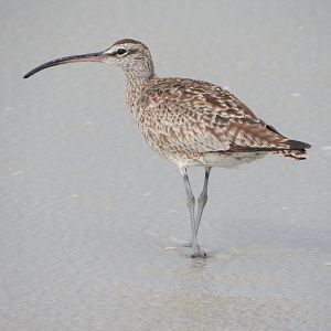 Whimbrel