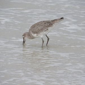 Willet
