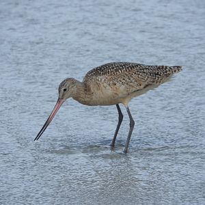 Marbled Godwit