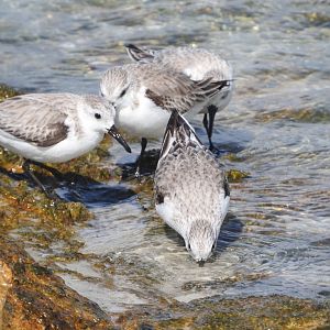Sanderlings