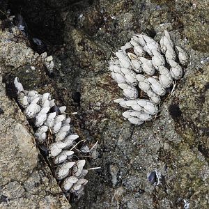 Goose Barnacles