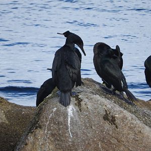 Brandt's & Pelagic Cormorants