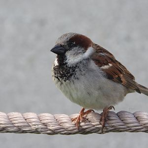 House Sparrow