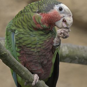 Cuban amazon