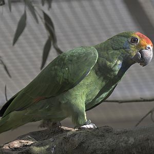 Red-crowned amazon
