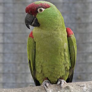 Thick-billed parrot