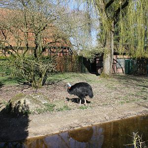 Northern cassowary enclosure (24/3-19)