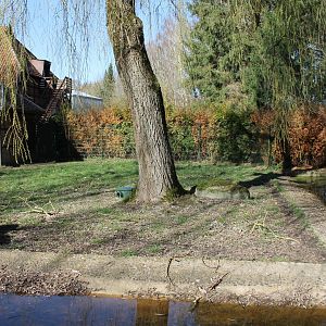 Dwarf cassowary enclosure (24/3-19)