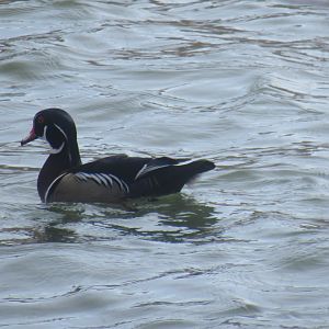 wood duck