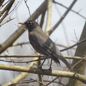 American robin