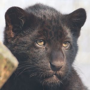 The black jaguar cub