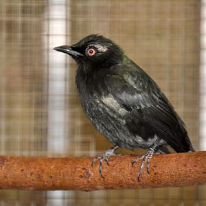 Aplonis minor / Lesser glossy starling at ZOO Plzen