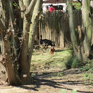 Crested Screamer and Mallard