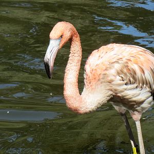 Caribbean Flamingo
