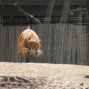 Red River Hog