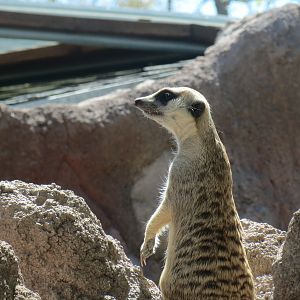 Meerkat
