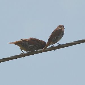 Scaly-breasted Munias