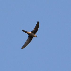 Swift  ID?