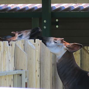 Okapi