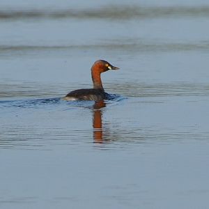 Little grebe