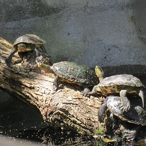Chinese Stripe Necked Turtles