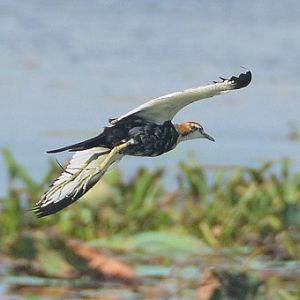 Pheasant-tailed jacana