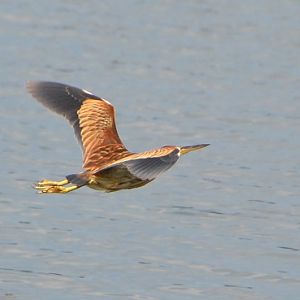 Brown bittern ?