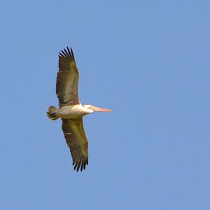 Spot-billed pelican