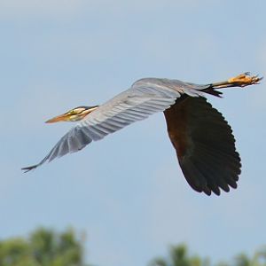 Purple heron