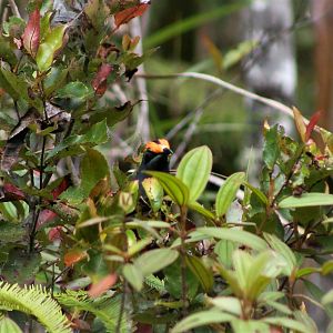 Fiery-browed Starling (Enodes erythrophris)