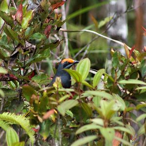 Fiery-browed Starling (Enodes erythrophris)