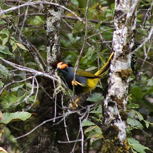 Fiery-browed Starling (Enodes erythrophris)