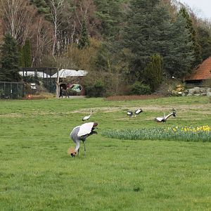 Crowned cranes taking a walk (24/3-19)