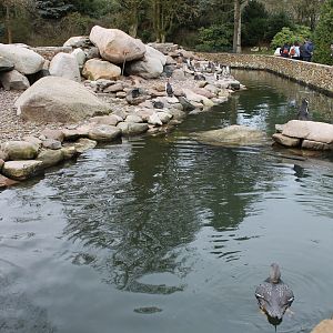 Humboldt penguin enclosure (24/3-19)